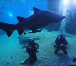 Buceo con tiburones Mallorca