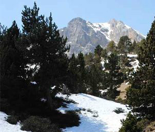 Pirineo catalán, Natura