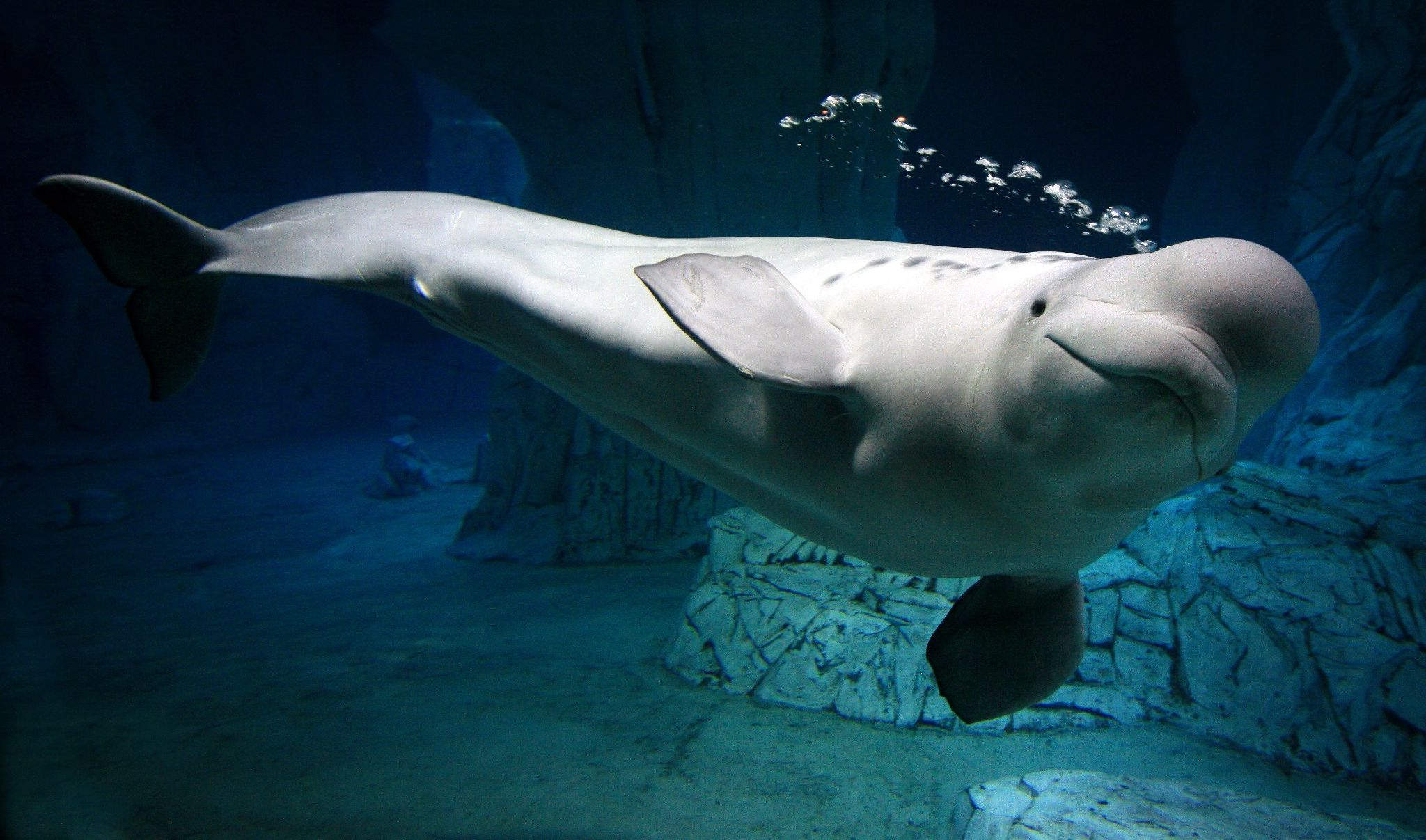 Oceanogràfic - Sumérgete al mundo submarino