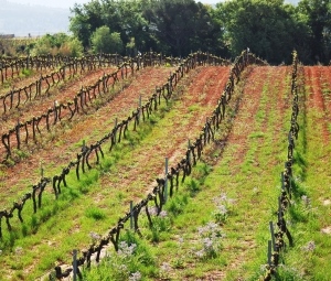 Excursión a El Penedès