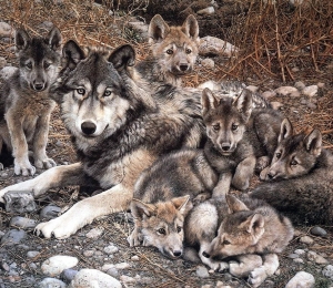 Lobo y Cachorros