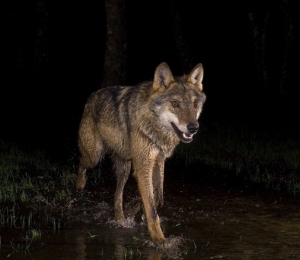 Lobo Ibérico