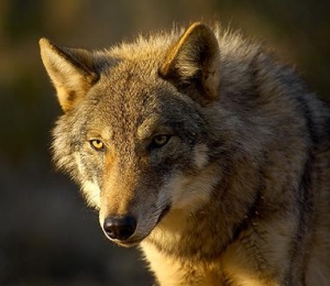 Lobo en Catalunya