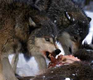 Lobo en los Pirineos