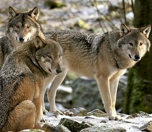 Proteccion del lobo