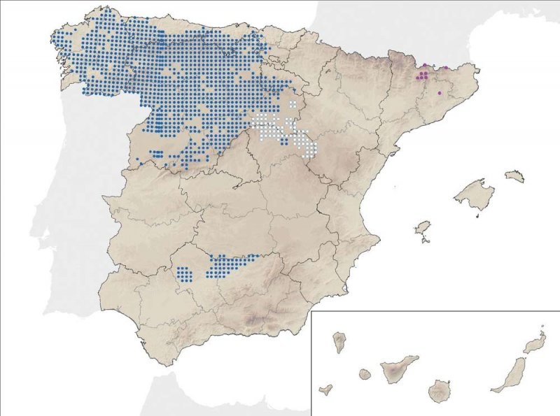 Lobo Península Ibérica