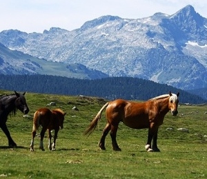 Excursión a los Pirineos