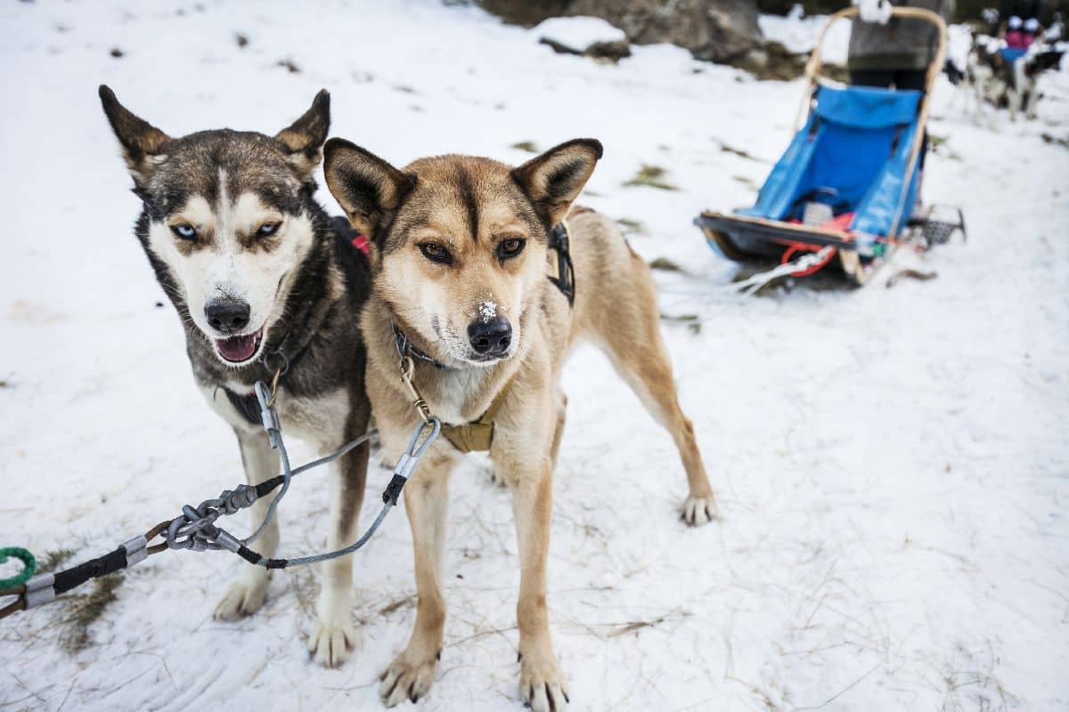 Hotel Andorra + Mushing - Alojamientos en Andorra la Vella