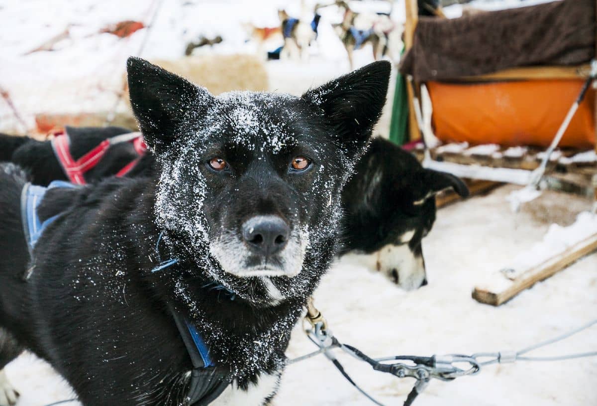 Hotel Andorra + Mushing - Alojamientos en Andorra la Vella