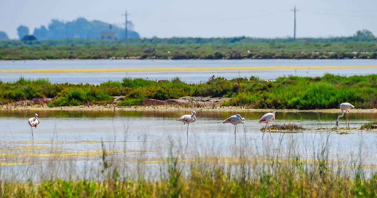 Hotel + Excursión en Barco en el Delta del Ebro - Alojamientos en Deltebre