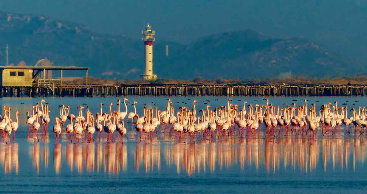 Hotel + Excursión en Barco en el Delta del Ebro - Alojamientos en Deltebre