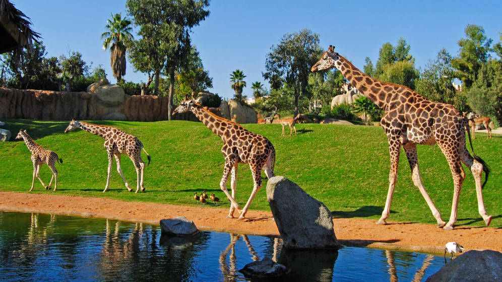 Hotel + Entradas Bioparc Valencia - Alojamientos en Valencia