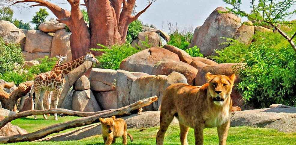 Hotel + Entradas Bioparc Valencia - Alojamientos en Valencia