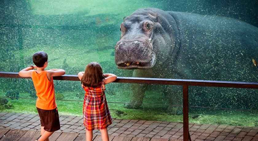 Hotel + Entradas Bioparc Valencia - Alojamientos en Valencia