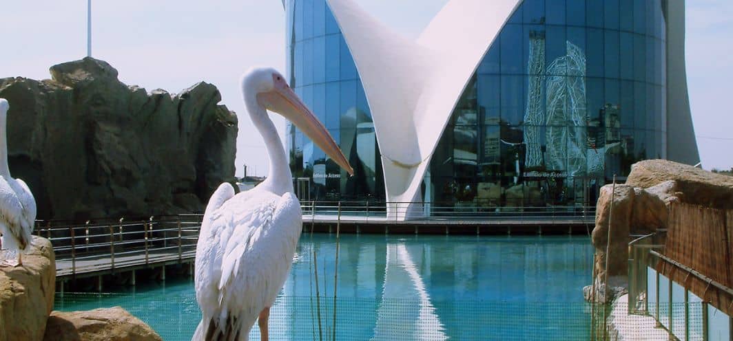 Hotel + Entradas Oceanografico Valencia - Alojamientos en Valencia