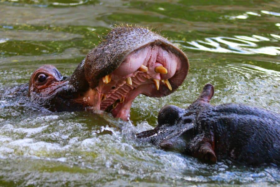 Hotel + Entradas Zoo Aquarium de Madrid - Alojamientos en Cercanías de Madrid