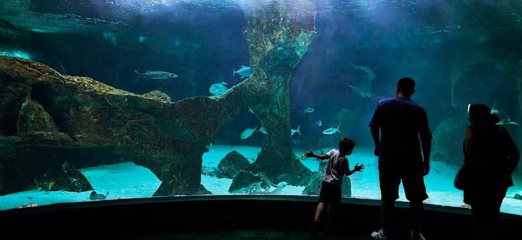Hotel + Entradas Zoo Aquarium de Madrid - Alojamientos en Cercanías de Madrid