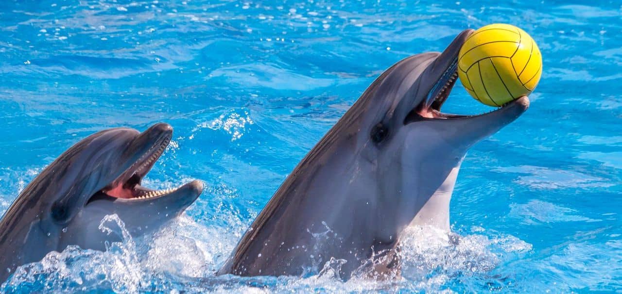 Hotel + Entradas Marineland Catalunya - Alojamientos en Palafolls