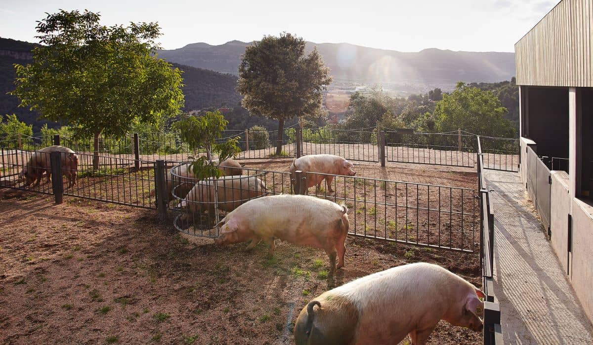 Escapada a Granja para visitar con niños cerca de Barcelona - Alojamientos en Vic