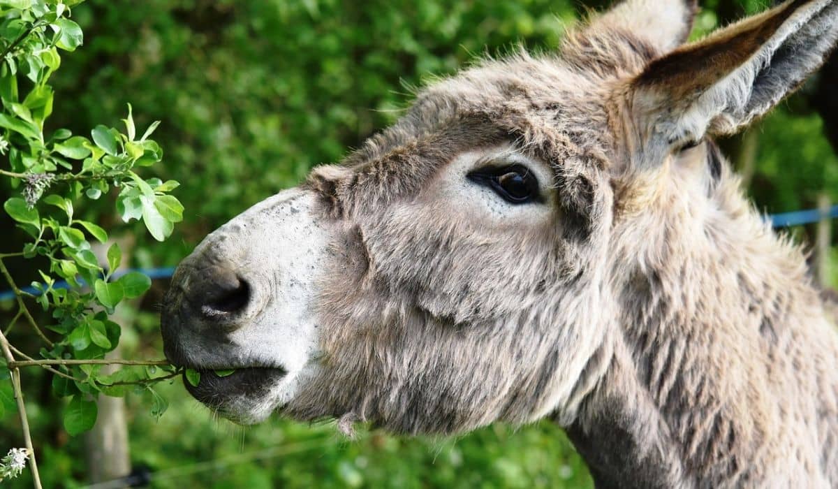 Escapada ruta de senderismo con burros y hotel en el Maresme - Alojamientos en Costa del Maresme