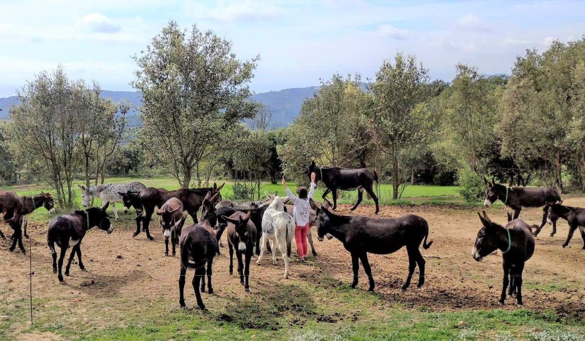 Escapada ruta de senderismo con burros y hotel en el Maresme - Alojamientos en Costa del Maresme