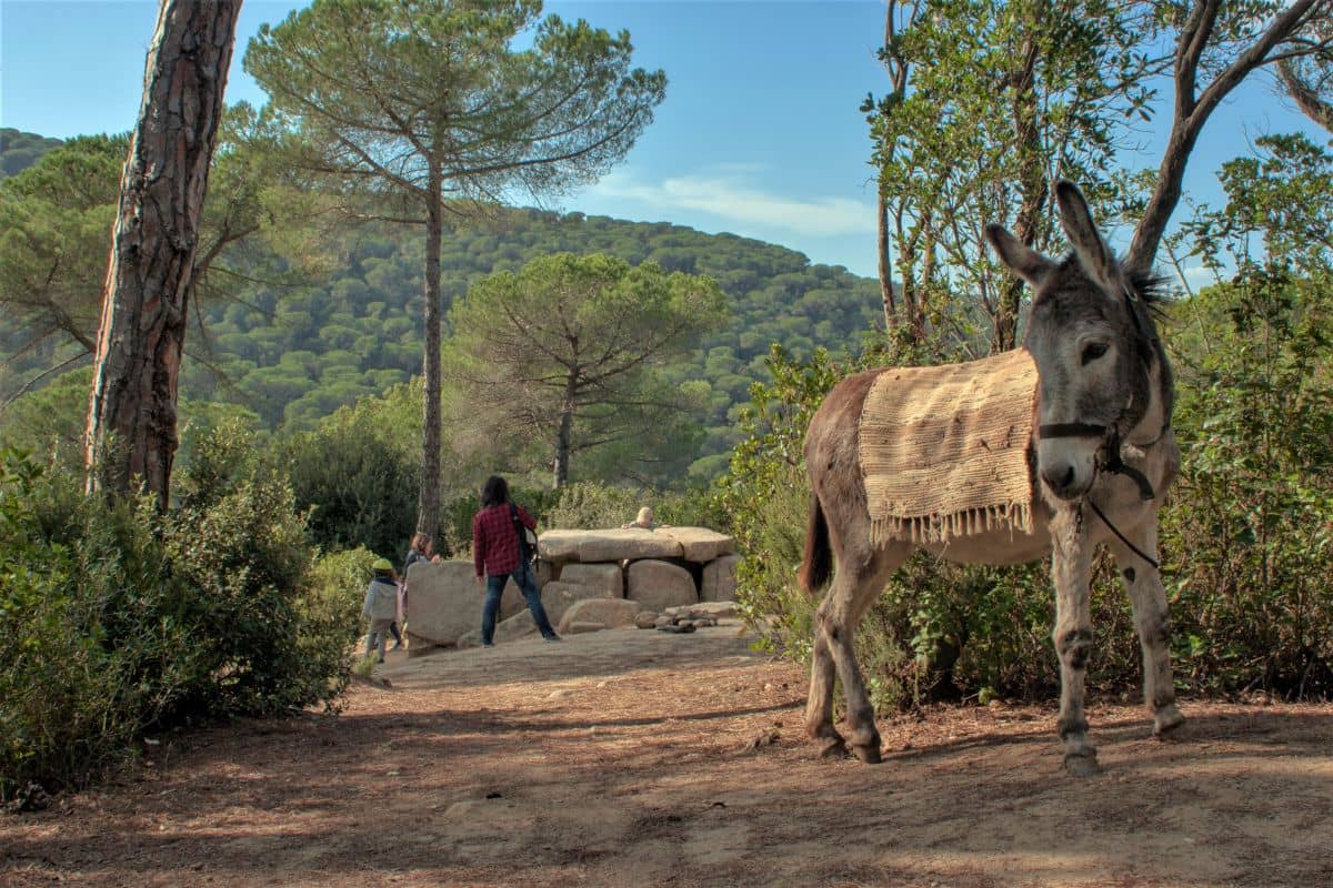 Escapada ruta de senderismo con burros y hotel en el Maresme - Alojamientos en Costa del Maresme