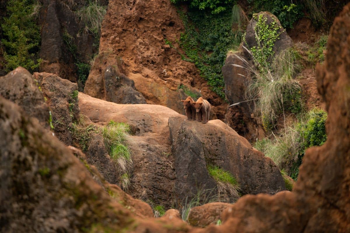 Hotel + Entradas Parque de la Naturaleza de Cabárceno Cantabria - Alojamientos en Penagos