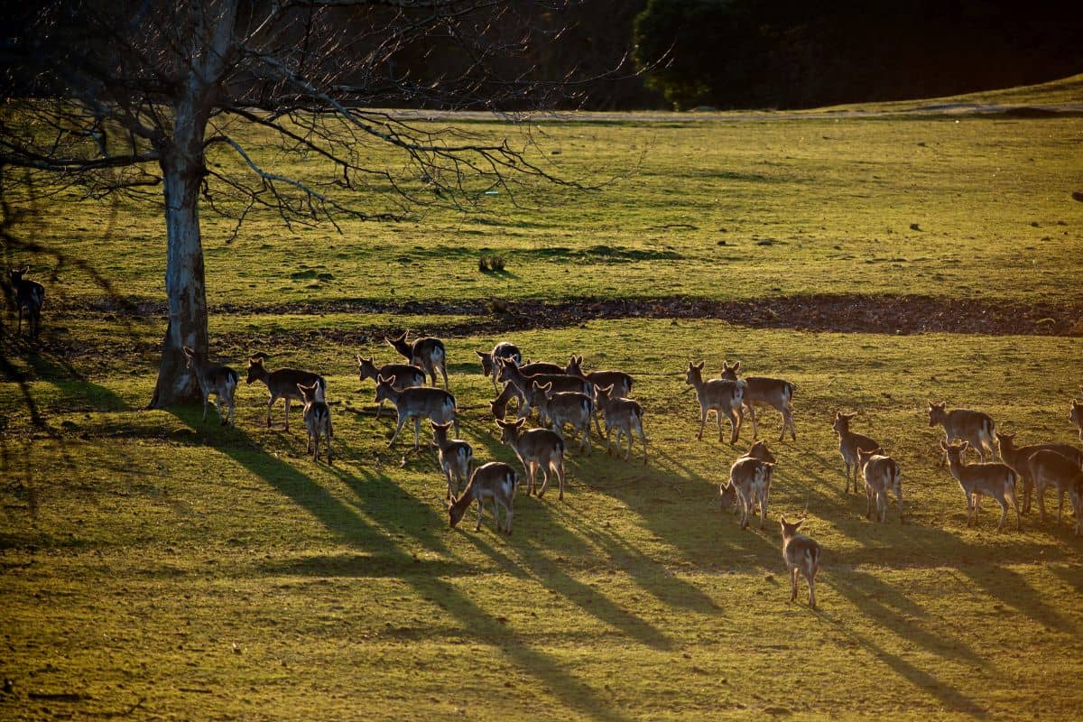 Hotel + Entradas Parque de la Naturaleza de Cabárceno Cantabria - Alojamientos en Penagos