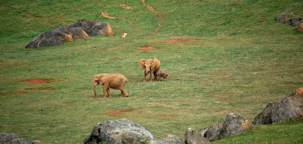 Hotel + Entradas Parque de la Naturaleza de Cabárceno Cantabria - Alojamientos en Penagos