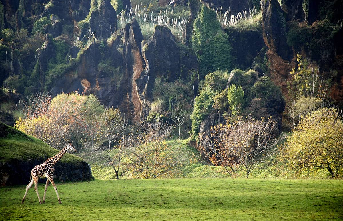 Hotel + Entradas Parque de la Naturaleza de Cabárceno Cantabria - Alojamientos en Penagos