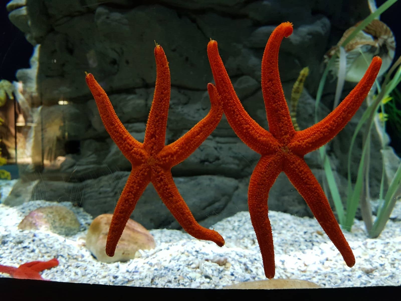 Hotel + Entradas Acuario de Sevilla - Alojamientos en Sevilla