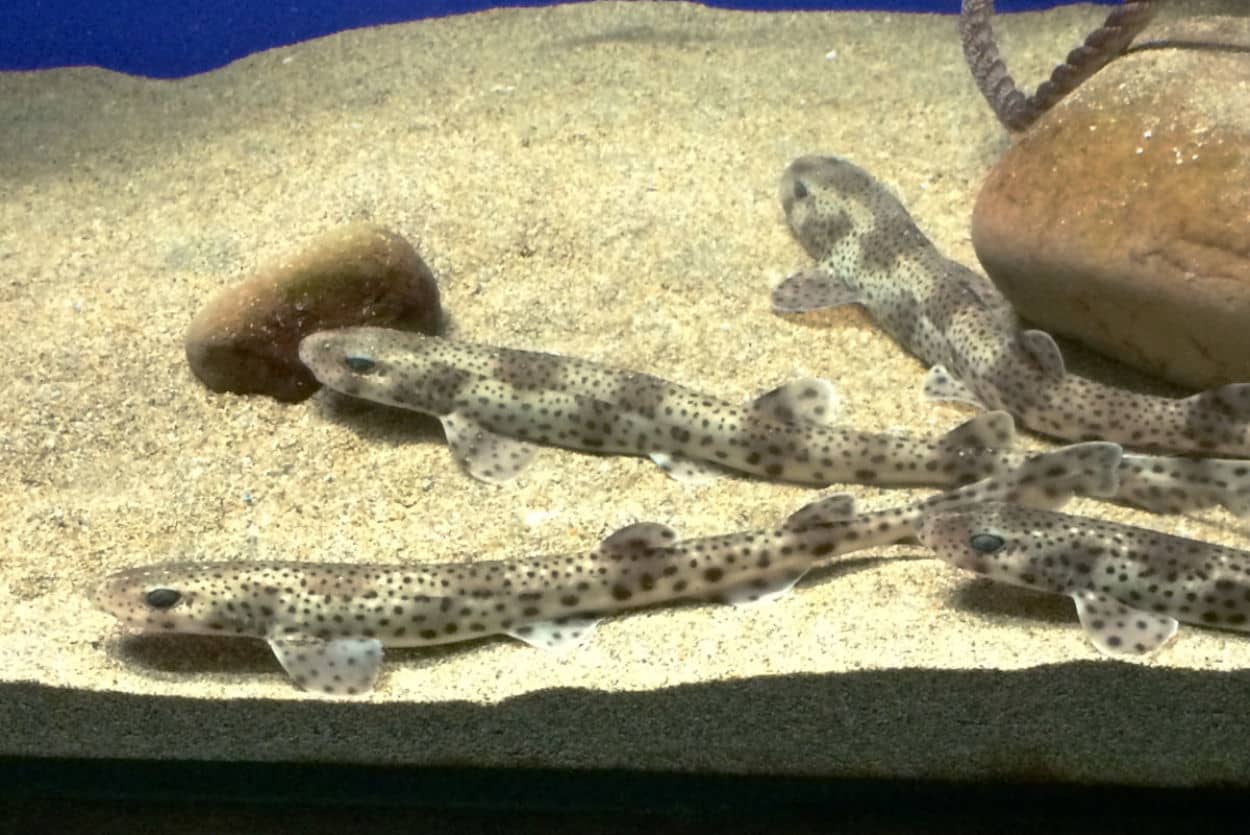 Hotel + Entradas Acuario de Sevilla - Alojamientos en Sevilla