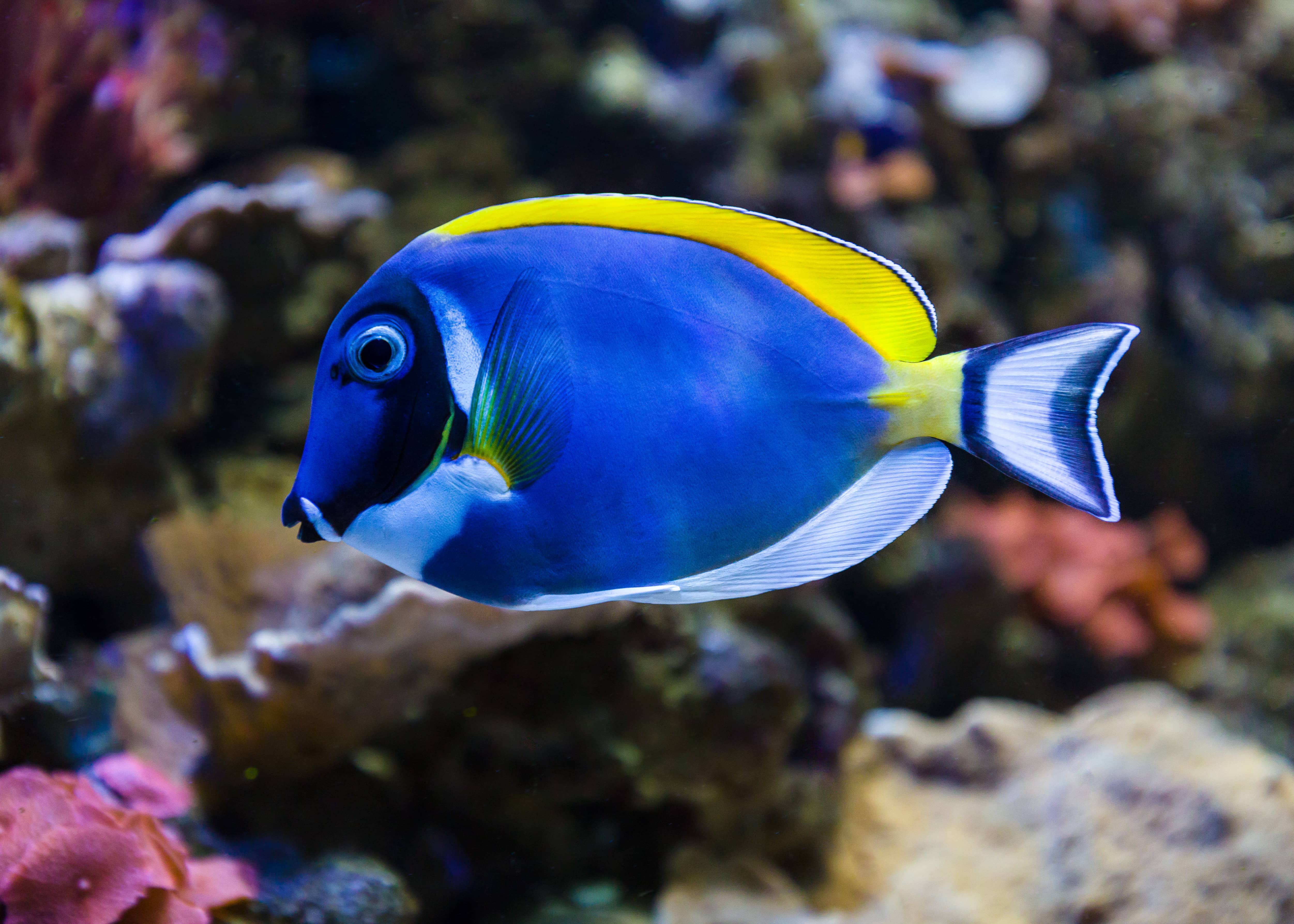 Hotel + Entradas Aquarium Costa de Almería - Alojamientos en Roquetas de Mar