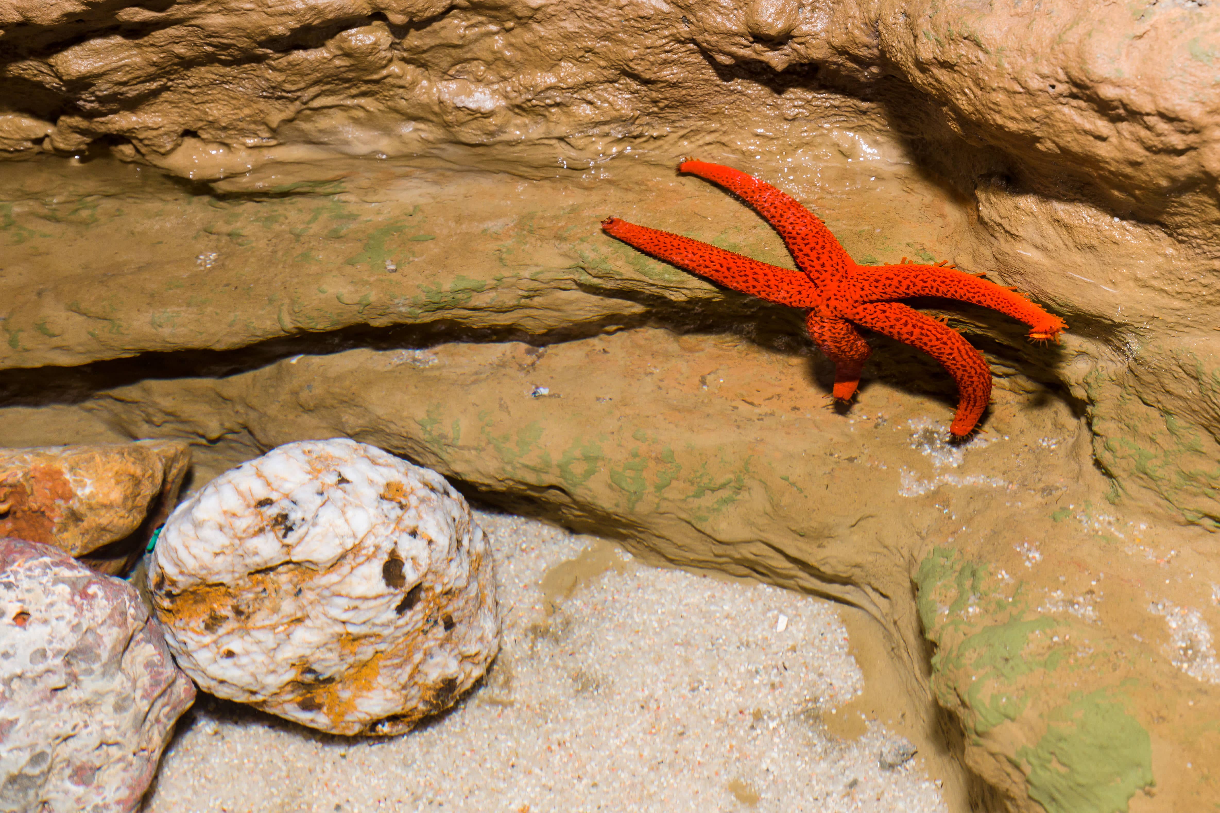 Hotel + Entradas Aquarium Costa de Almería - Alojamientos en Roquetas de Mar