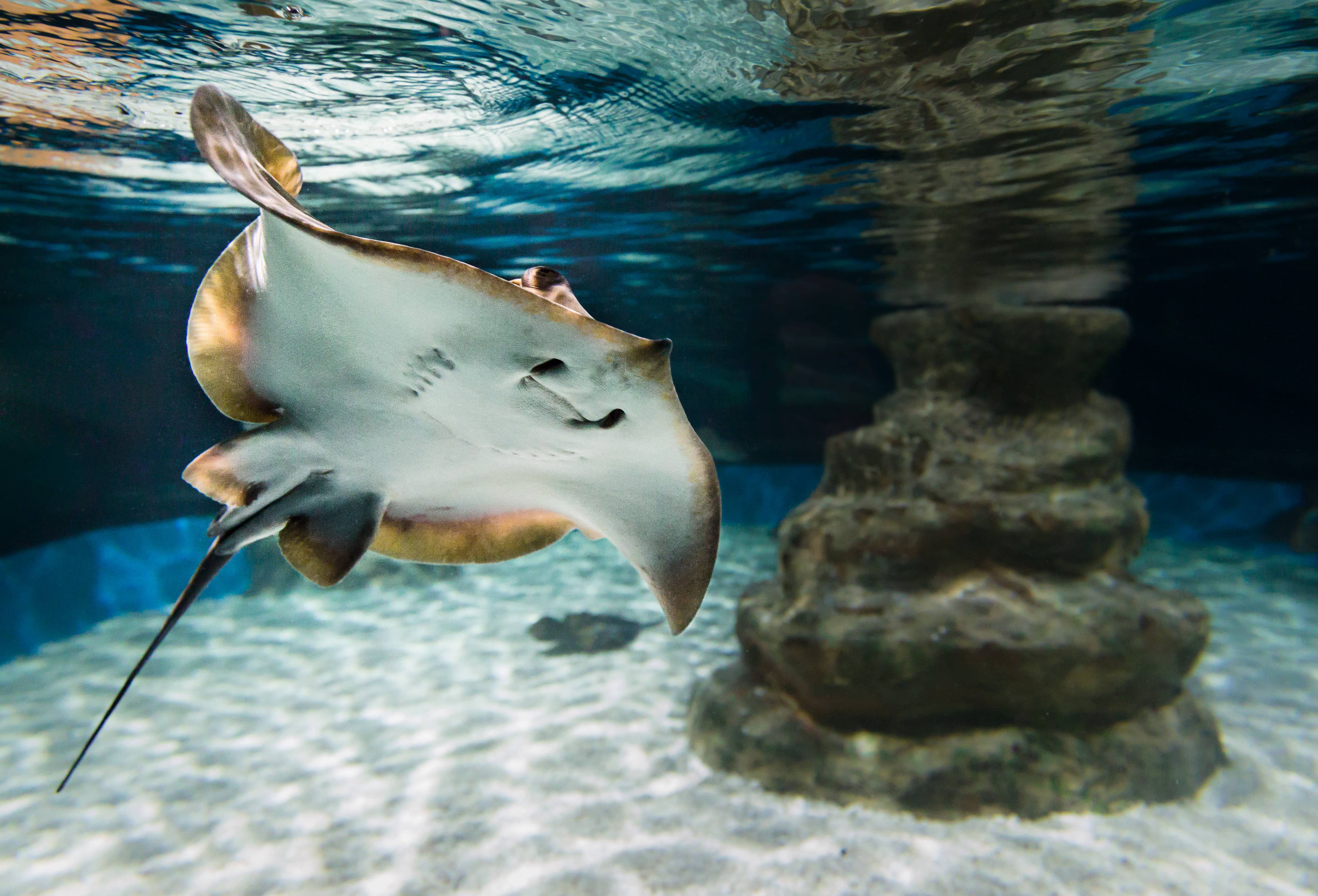 Hotel + Entradas Aquarium Costa de Almería - Alojamientos en Roquetas de Mar