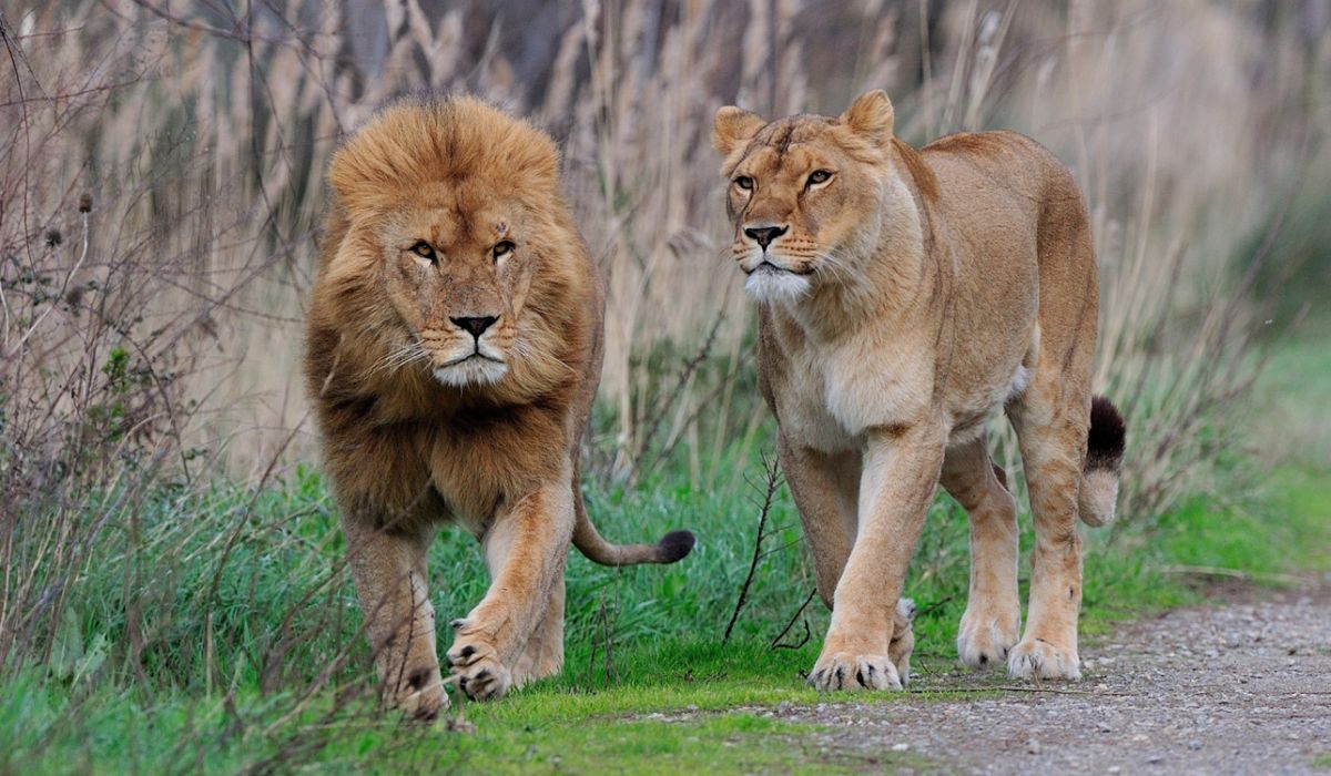 Hotel + Entradas Reserva africana de Sigean Francia - Alojamientos en Sigean